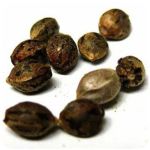 Семена марихуаны АК-47  (Seeds AK-47) в Воронеже